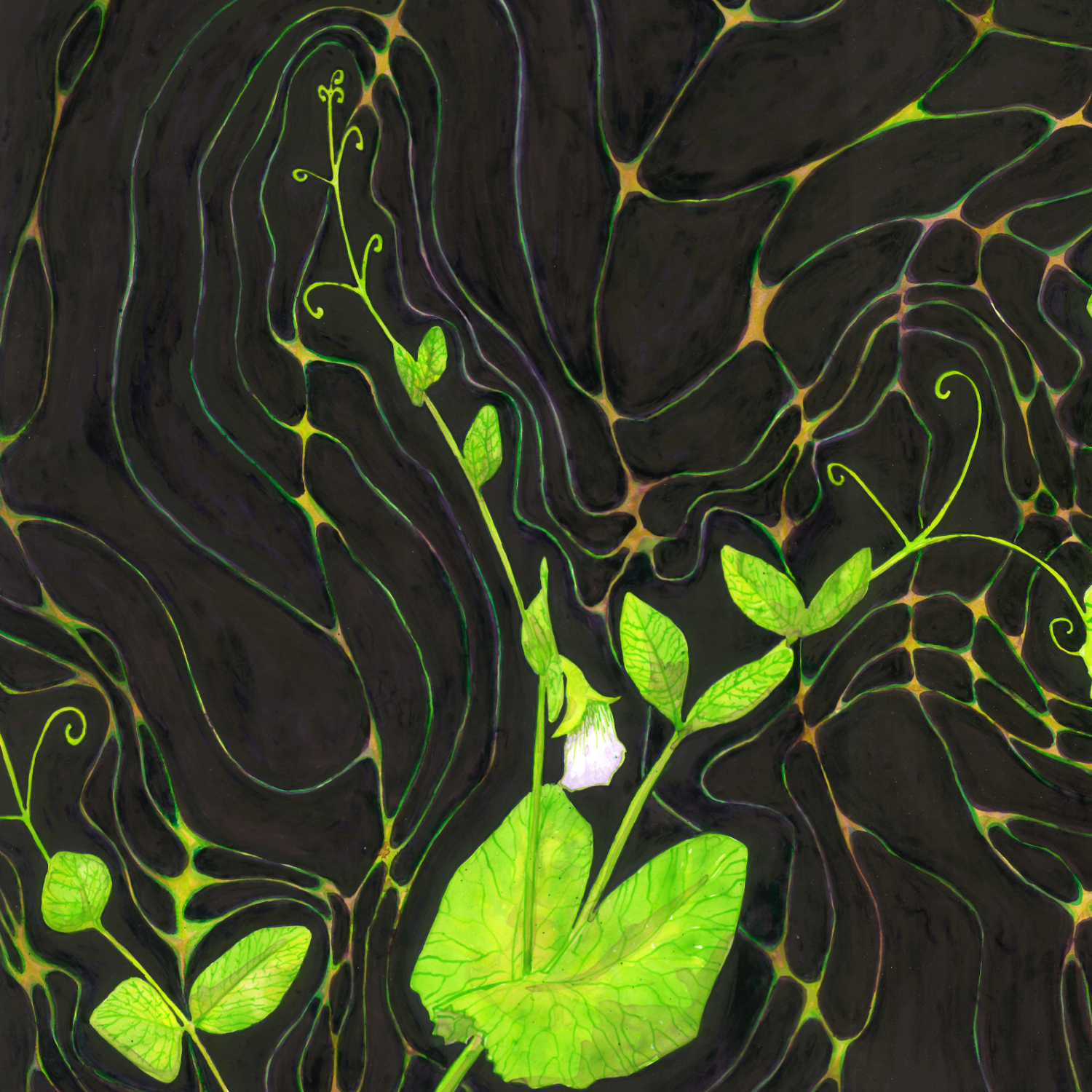 Pea Plant Scan 02slice272.png
